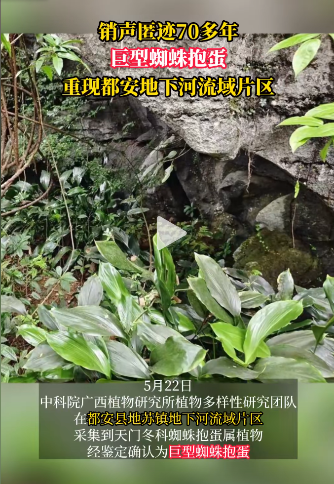 �����伣70���꣬����֩�뱧�����ֶ������º�����Ƭ��