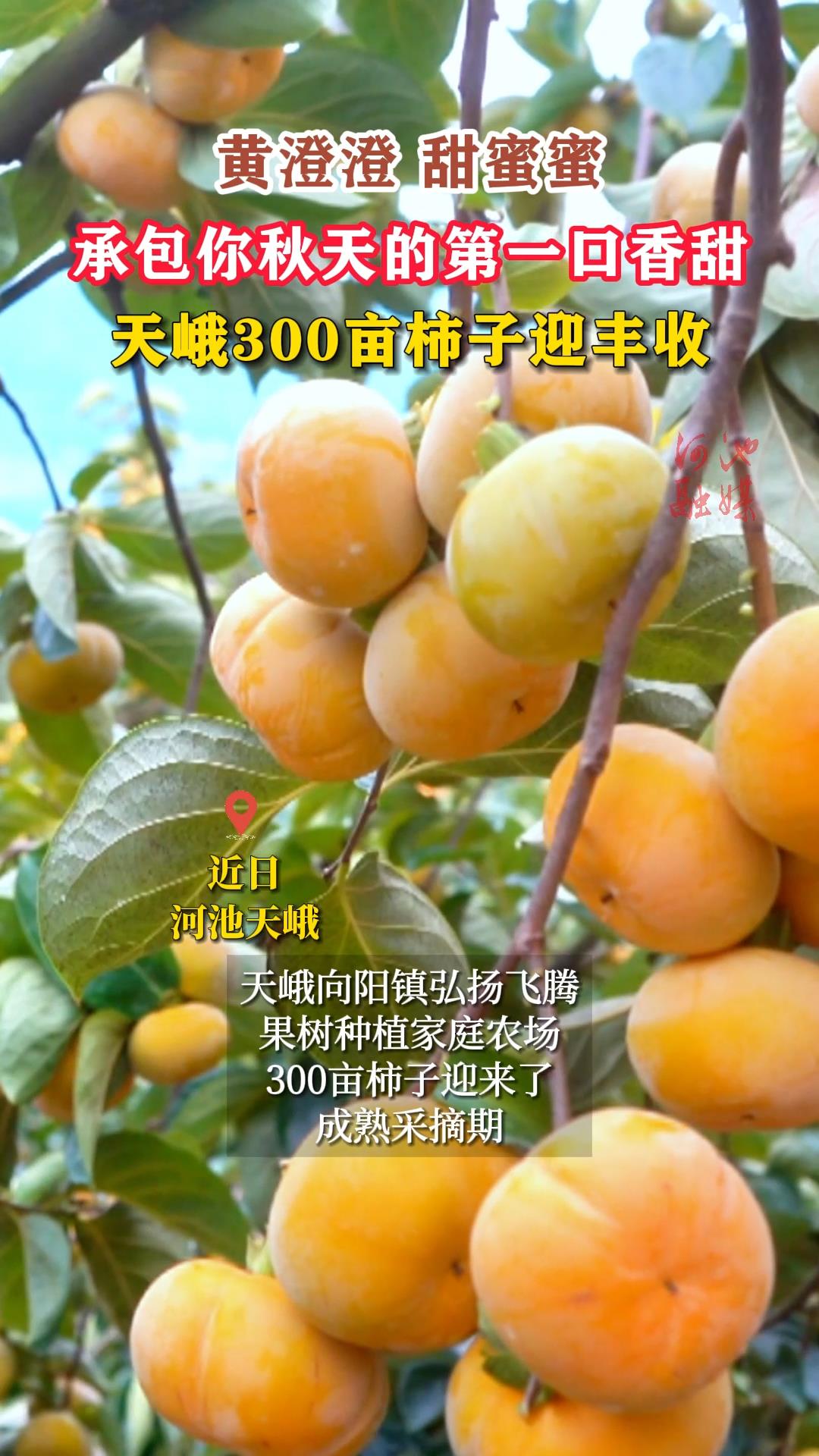 �ƳγΣ������ۣ��а�������ĵ�һ���������300Ķ����ӭ����