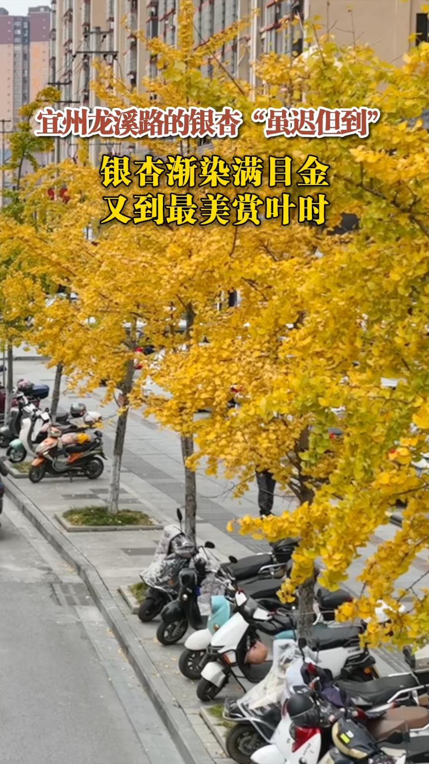 ���ݣ����ӽ�Ⱦ��Ŀ�� �ֵ�������Ҷʱ