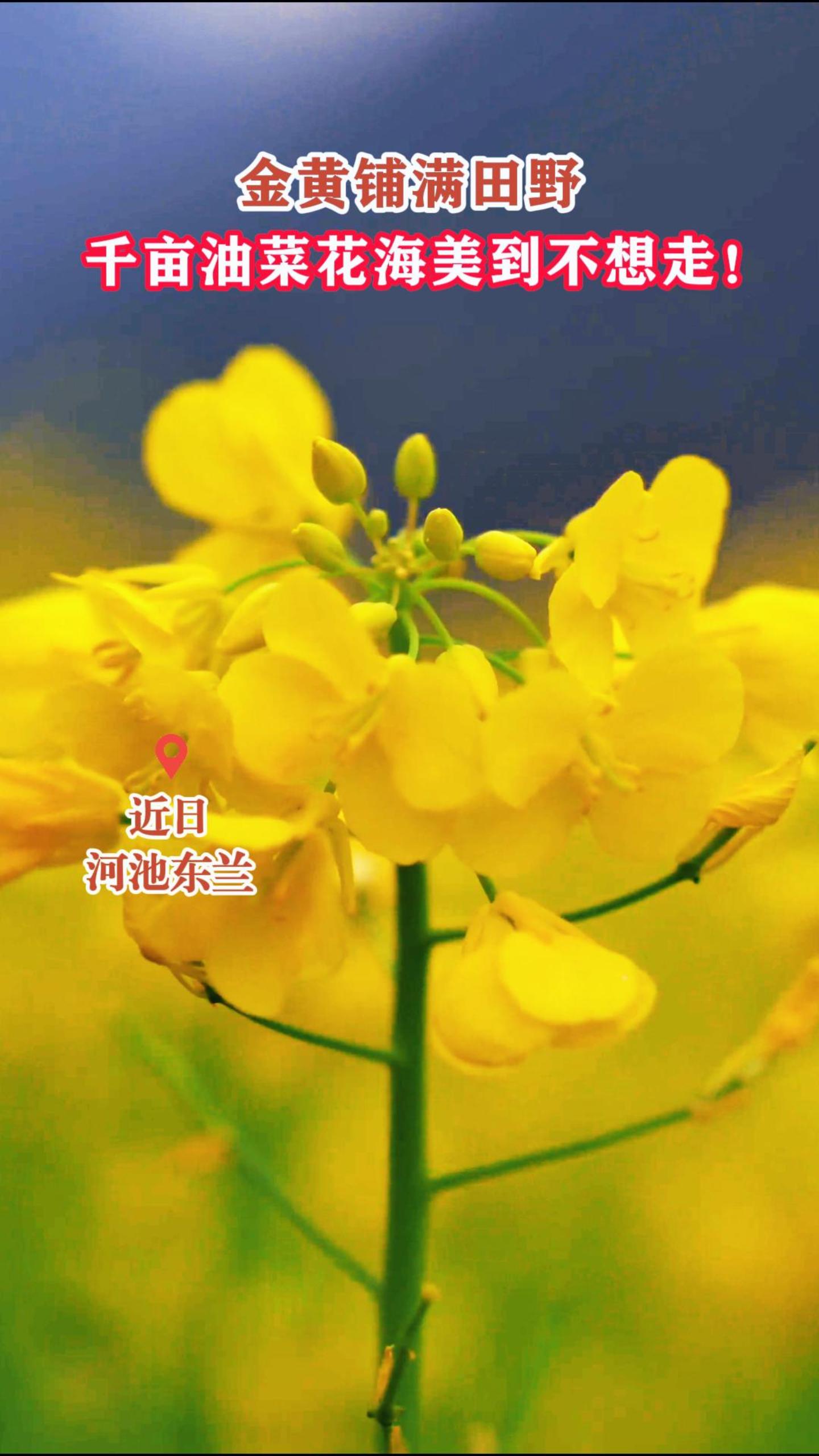 ���������Ұ��ǧĶ�Ͳ˻������������ߣ�