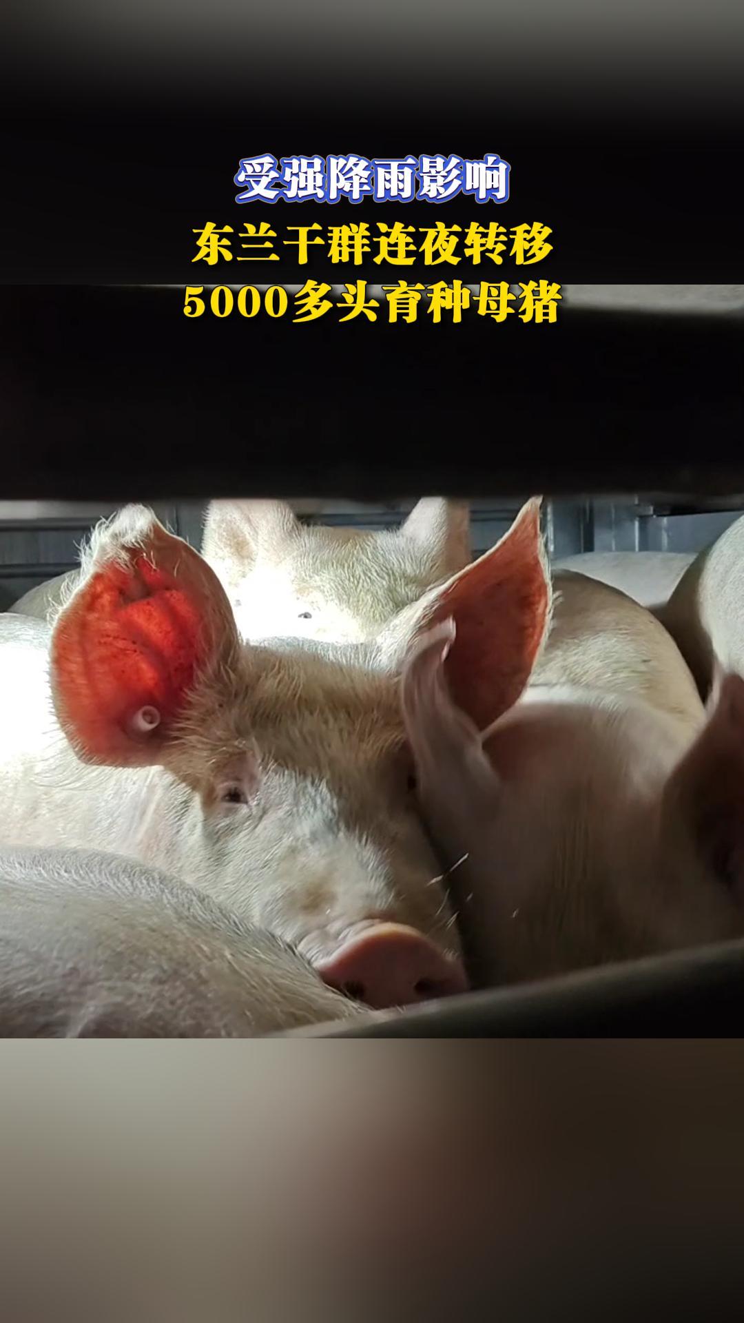 ��ǿ����Ӱ�죬������Ⱥ��ҹת��5000��ͷ����ĸ����