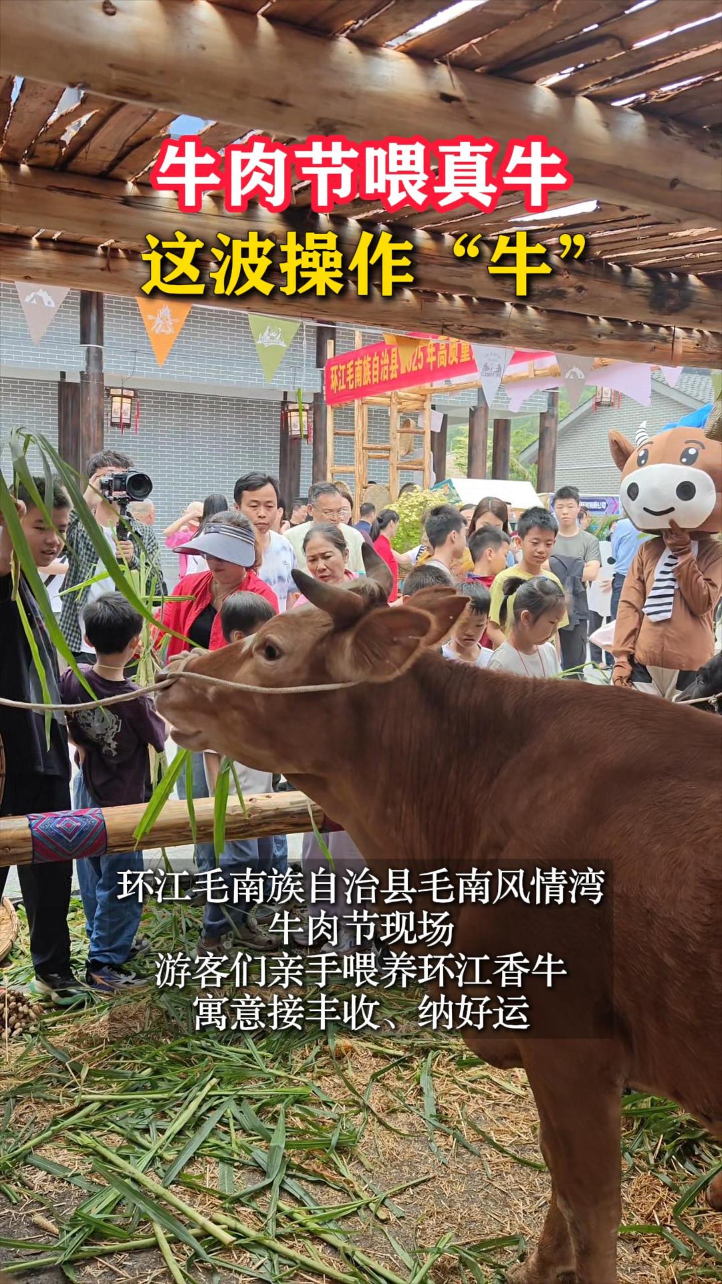 ţ���ι��ţ���Ⲩ������ţ��